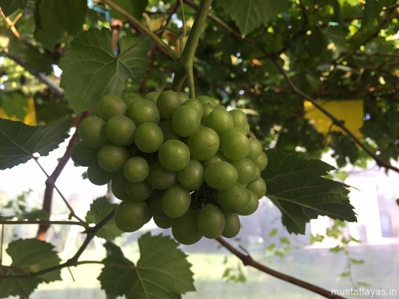 Melihat Anggur Berbuah Di Jon Grapevine and Fig, Tamparuli