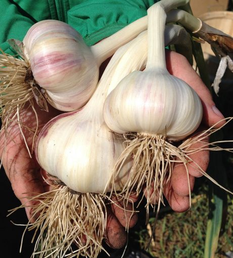 Russian Garlic - 3 Plants Can Growing In My Backyard For Maximum Profit