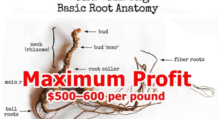Wild ginseng roots _ maximum profit 2