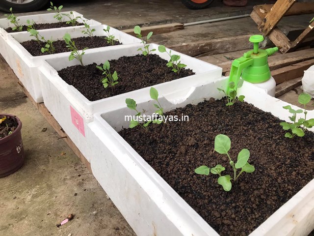 Membina Sendiri Rumah Hijau ‘Greenhouse’ Mini - Anak Sayur Kailan