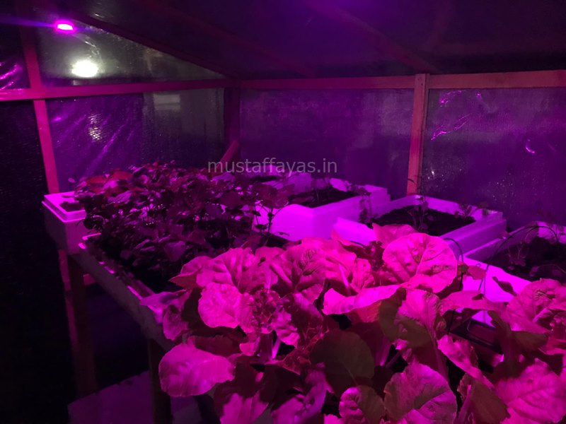 Lampu LED Grow Light Di Dalam Greenhouse