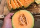 Susah Sangat Ke Menanam Rock Melon (1)