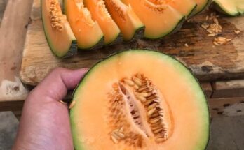 Susah Sangat Ke Menanam Rock Melon (1)